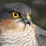 Accipiter