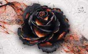 Black Rose Wars