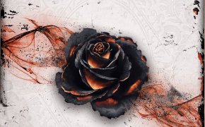 Black Rose Wars: uno scontro atipico