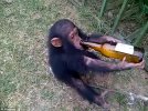scimmia-alcolizzata.jpg
