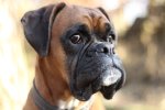 cane-boxer.jpg