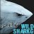 wildshark